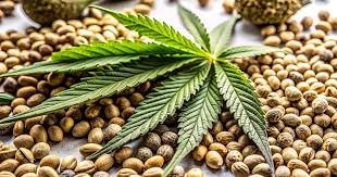 Your Guide to Marijuana Seeds Kansas Everything You Need to Know Your Guide to Marijuana Seeds Kansas Everything You Need to Know