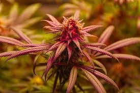 Your Guide to Marijuana Seeds Kansas Everything You Need to Know Your Guide to Marijuana Seeds Kansas Everything You Need to Know